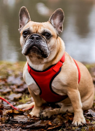 Dingo Szelki bezuciskowe z dwupaskową regulacją L czerwone