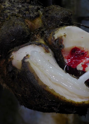 Excellent Easy Hoof Block PVC plastic - 11 cm