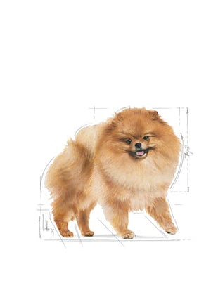 Royal Canin Pomeranian Adult karma mokra dla psów dorosłych rasy szpic miniaturowy, pasztet saszetka 85g