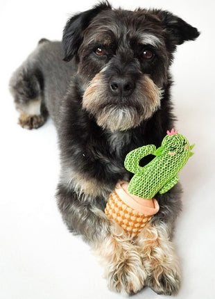 Dingo Zabawka dla psa - Kaktus Dolores 19cm