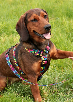 Dingo Szelki dwupaskowe Guard City - Graffiti rozmiar M