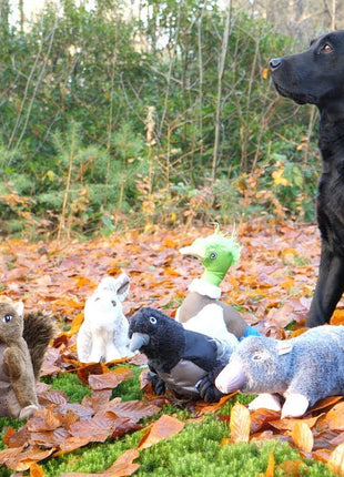 Wild Life Dog Konijn