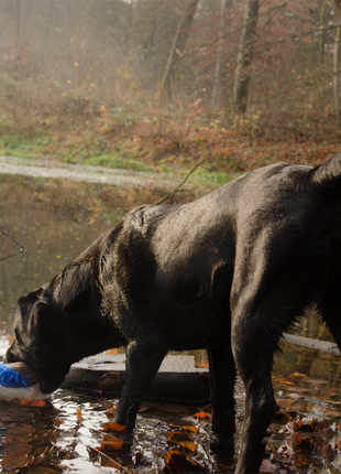 Wild Life Dog Eend