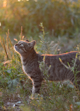 Wild Life Cat Libelle