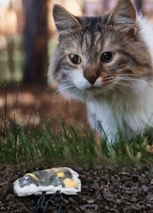 Wild Life Cat Hommel