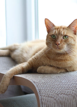 MyKotty Drapak Lui brązowy