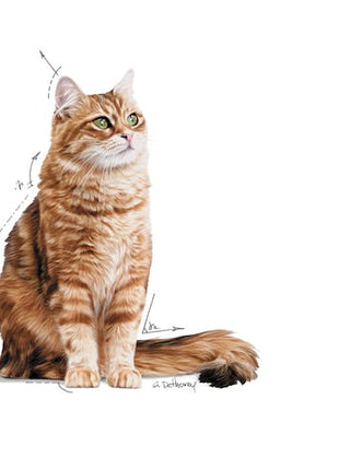 Royal Canin Digestive Care karma mokra w sosie dla kotów dorosłych, wrażliwy przewód pokarmowy saszetka 85g