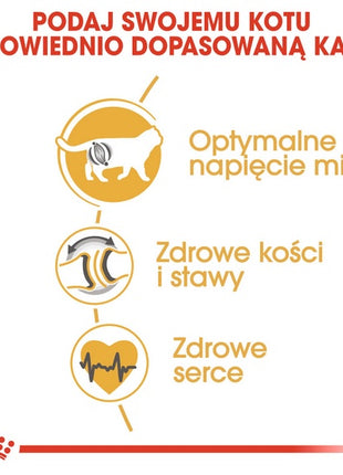 Royal Canin British Shorthair Adult karma sucha dla kotów dorosłych rasy brytyjski krótkowłosy 4kg