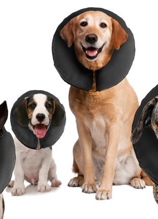 Zenpet ProCollar