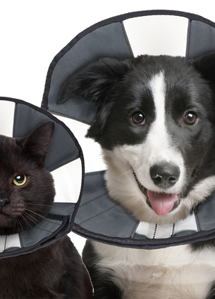 Zenpet Procone
