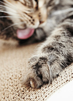 MyKotty Drapak Lui biały