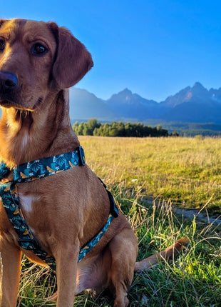 Dingo Szelki dwupaskowe Guard City - Monstera rozmiar L