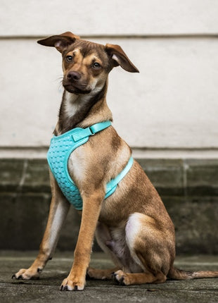 Dingo Szelki bezuciskowe z dwupaskową regulacją S miętowe