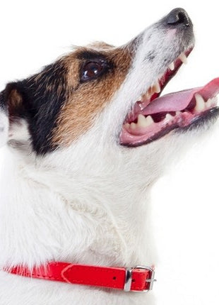 Dingo Obroża skórzana podszyta filcem 1,0x30cm czerwona