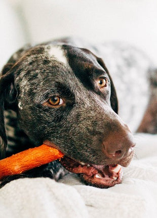 Petstages DogWood Mesquite small patyk PS30143