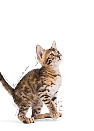 Royal Canin Kitten Sterilised karma mokra w galaretce dla kociąt od 6 do 12 miesiąca życia, sterylizowanych saszetka 85g