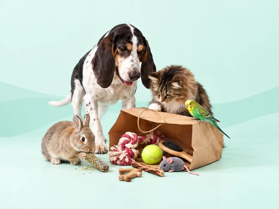 Dog, cat, rabbit and budgie with free products from a paper bag