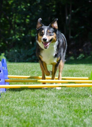 FitPaws Canine Gym Agility Kit – afbeelding 4