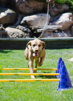 FitPaws Canine Gym Agility Kit – afbeelding 5