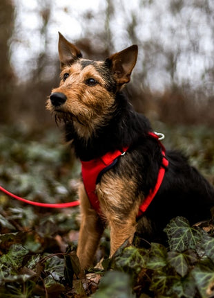 Dingo Szelki bezuciskowe z dwupaskową regulacją S czerwone