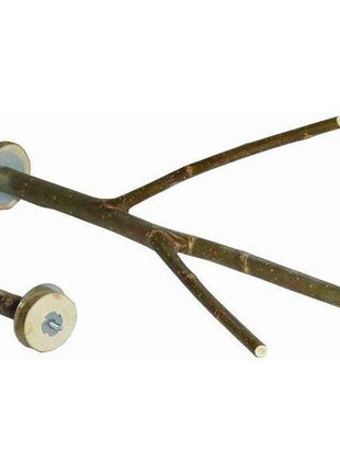 Haselnusssitzzweig - 30 cm