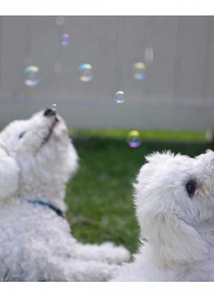 Pet Qwerks Doggy IcrediBubbels - Seifenblasen