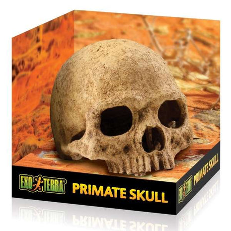EXOTERRA Primate Skull