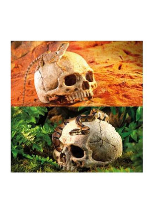 EXOTERRA Primate Skull