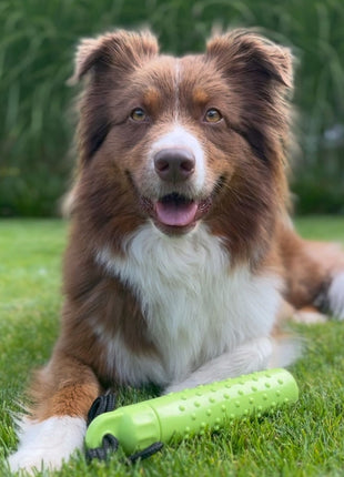 PROCYON Magic Treat Dummy