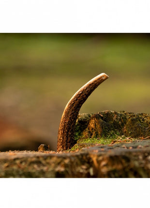 Viking Antler Hard Rothirschgeweih